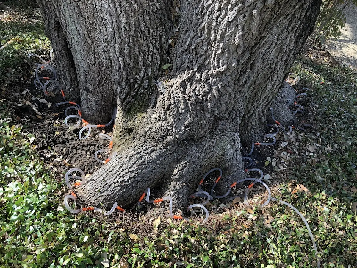 Detailed Tree Cabling and Bracing job site in State Center
