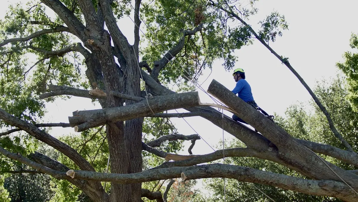 Professional Crown Thinning performed by certified arborists in State Center