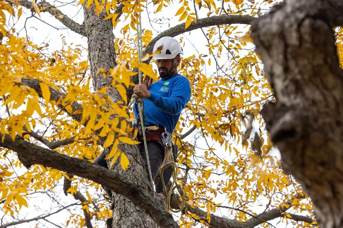 Skilled Tree Transplanting crew working in State Center